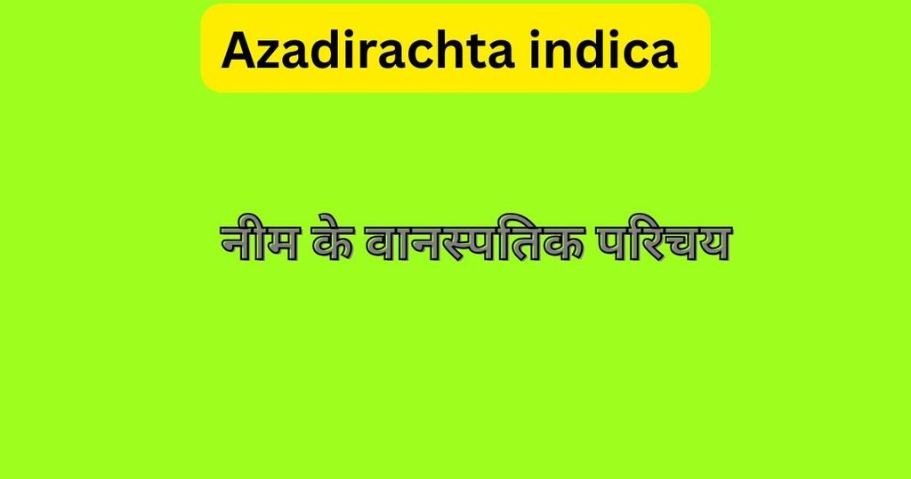 Daanto ke liye neem ki datun ke fayde in Hindi