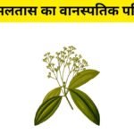 Amaltas ke Fayde - Amaltas ka ped peele phoolon ke saath