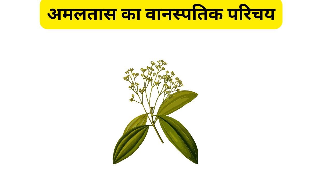 Amaltas ke Fayde - Amaltas ka ped peele phoolon ke saath
