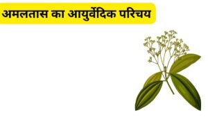 Amaltas ki fali ke andar kala guda - Amaltas ke Fayde