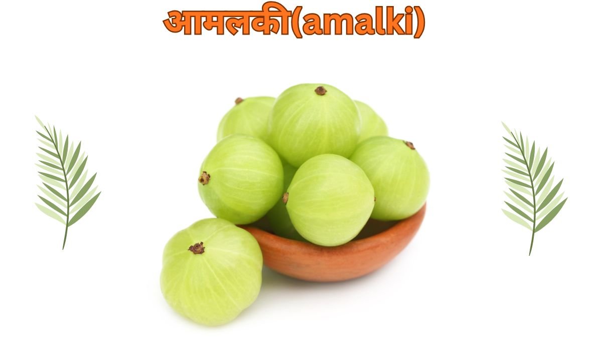आमलकी(amalki)